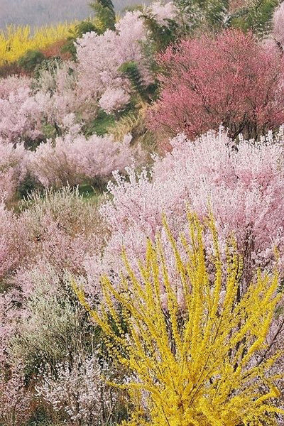 A Colour Story: Hanamiyama